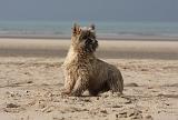 CAIRN TERRIER 363